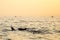 Bali free Dolphin Watching boat Lovina Beach