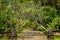 Bali garden style gate with traditional stone statue with green tree and stone road path - photo