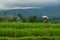 Bali, Indonesia - 21.10.2019: Rice harvesting in rice fields, Jatiluwih green rice terraces UNESCO heritage site