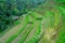 BALI, INDONESIA - APRIL 05, 2017: Unidentified people walking through the beautiful terraces with green rice, near