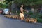 Bali, Indonesia - circa September 2015: Duck Herding in rural area of Bali