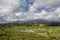 Bali, Indonesia. Ricefields, coconut trees and huts at background