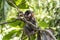 Bali Indonesia Ubud Monkey Forest Baby climbing
