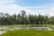 Bali island growing rice field with ducks surrounded with palms - organic agriculture