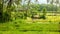 Bali landscape with verdant green rice field