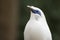 Bali Myna