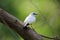 Bali Myna