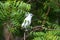 Bali Myna