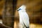 The Bali myna, also known as Rothschild`s mynah, Bali starling, or Bali mynah, locally known as jalak Bali