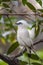 The bali myna bird