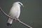 Bali Myna Bird