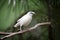 Bali Myna Bird