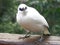 Bali myna Bird