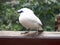 Bali myna Bird