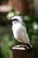 Bali myna bird perched on handrail post