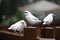 Bali Myna dance, white couple