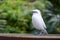 Bali myna, known by the scientific name Leucopsar rothschildi, singing a song