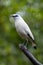 Bali myna standing in the branch