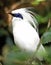 Bali mynah