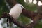 Bali Mynah