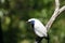 Bali Mynah