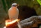 Bali mynah