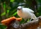 Bali mynah