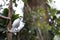 Bali Mynah