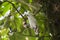 Bali Mynah (Leucopsar rothschildi)