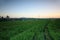 Bali paddy field landscape in the morning