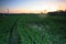 Bali paddy field landscape in the morning