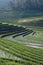 Bali paddy fields