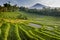 Bali Rice Fields