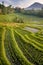 Bali Rice Fields