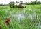 Bali rice fields with farmer house