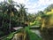 Bali rice fields terrace scene