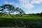 Bali rice fields and tree