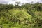 Bali Rice Paddies In Terraces