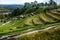 Bali rice terraces. Rice fields of Jatiluwih. The graphic lines and verdant green fields. Some of the fields are