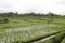 Bali, Ricefield