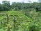 Bali,ricefields