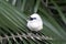 Bali starling (Leucopsar rothschildi)