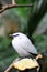 Bali Starling and the pipeapple