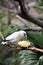 Bali Starling and the pipeapple