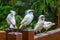 Bali Starlings