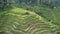 The Bali Terrace Rice Fields