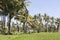 Bali terrace rice fields with palm trees behind.