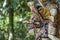 Balinese ancient colorful bird god Garuda with wings, closeup. Religious traditional statue from wood. Wooden old curved figure of