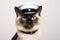 Balinese Cat Dressed As A Police Officer On White Background