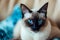 Balinese cat - Originated in the United States